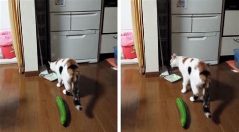 Watch This Cat's Funny Reaction To A Cucumber