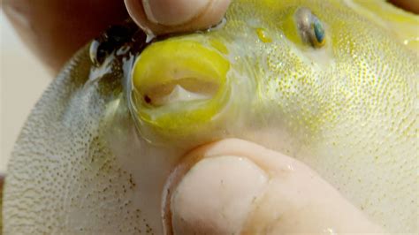 The Pint-Sized Pufferfish Packs a Nasty Bite - YouTube