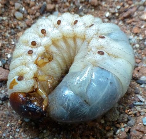 Asiatic or Coconut Rhinoceros Beetle larvae | Project Noah