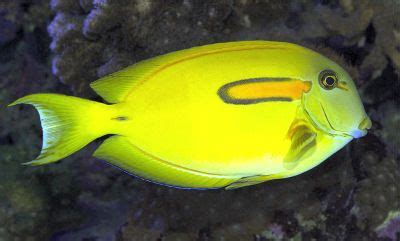 Orangespot Surgeonfish | Fish, Aquarium fish for sale, Live aquarium fish