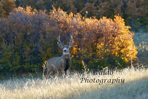 The Wild Side: Deer Attractants In IN: Legal To Buy But Not For Use In ...