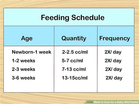 How to Care for a Baby Wild Rabbit (with Pictures) - wikiHow