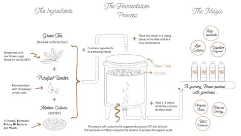 Discover Kombucha – Happy Culture Kombucha