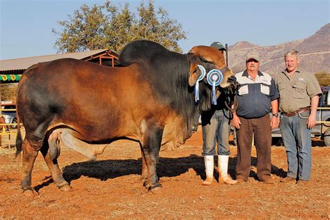 JFW 10 214, Senior and Grand Champion Red Brahman Bull. | Breeds of cows, Animals, Blue heeler dogs