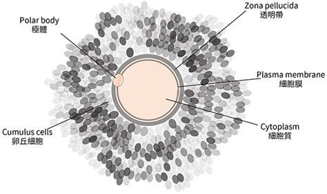 Oocyte Structure