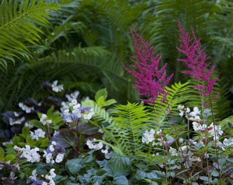 Companion Plants for Astilbe