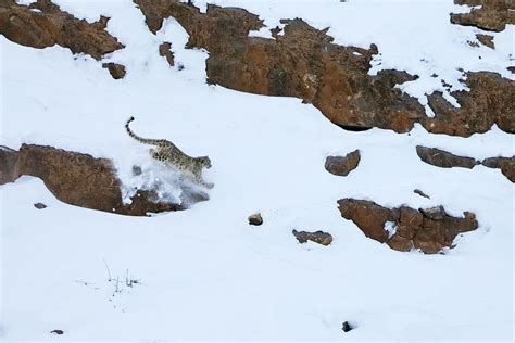 Snow Leopard Male Hunting Ibex Himalayas, India Photograph by Oriol Alamany / Naturepl.com ...