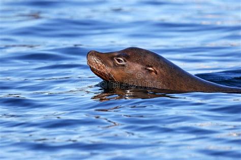 A Single California Sea Lion Swimming in the Ocean Stock Photo - Image ...