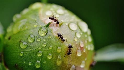 Dreams About Ants – Meaning and Interpretation