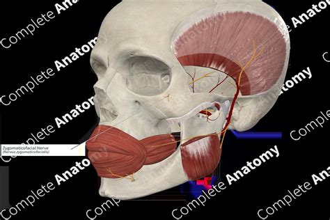 Zygomaticofacial Nerve | Complete Anatomy