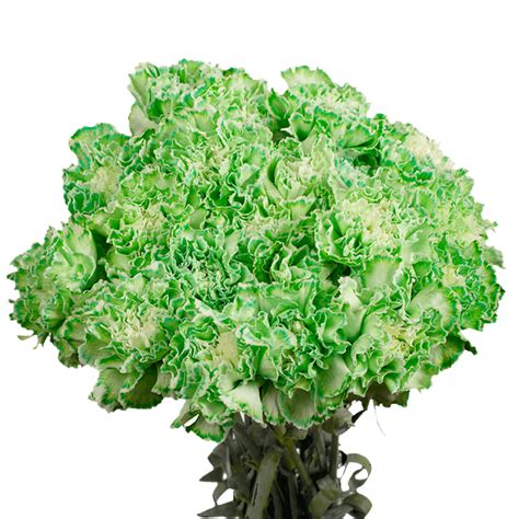 100 Stems of Green Carnations- Beautiful Fresh Cut Flowers- Express ...