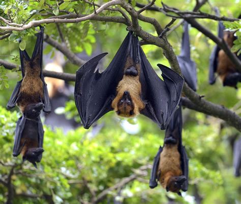 Are Bats Dangerous to Humans or Pets?