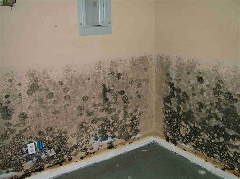 Understanding the Difference Between Mold and Mildew - Americlean