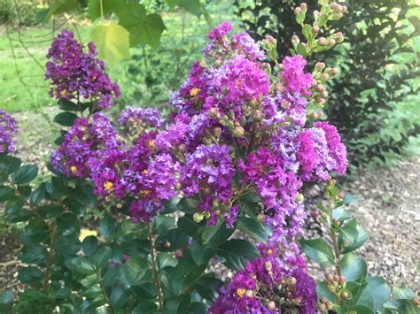 Lagerstroemia indica 'Purpurea' | Dwarf Purple Velvet Crape Myrtle | 2