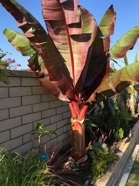 Red Banana Tree | Red banana tree, Tropical garden design, Red banana plant