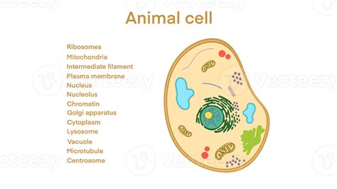 animal cell anatomy, biological animal cell with organelles cross section, Animal cell with ...