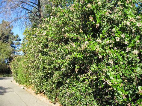 Rhus integrifolia - Alchetron, The Free Social Encyclopedia