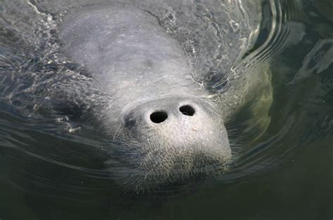 Florida Manatee Facts and Information | Anglers Hookup