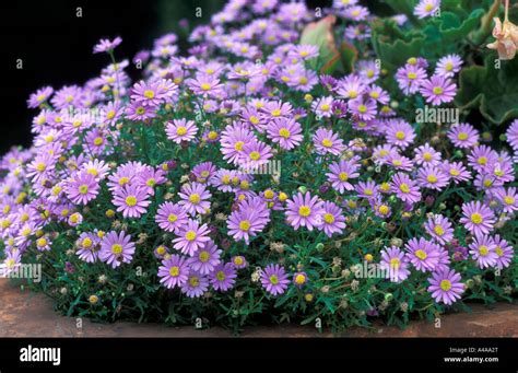 Brachyscome multifida Stock Photo - Alamy