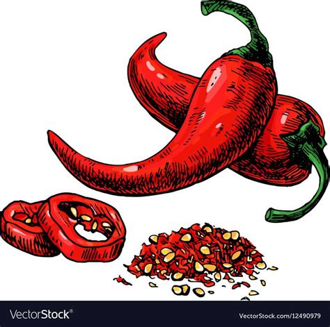 Chili Pepper hand drawn Royalty Free Vector Image , #AFFILIATE, #hand ...