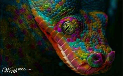 Snake! | Rainbow snake, Color, Pet birds