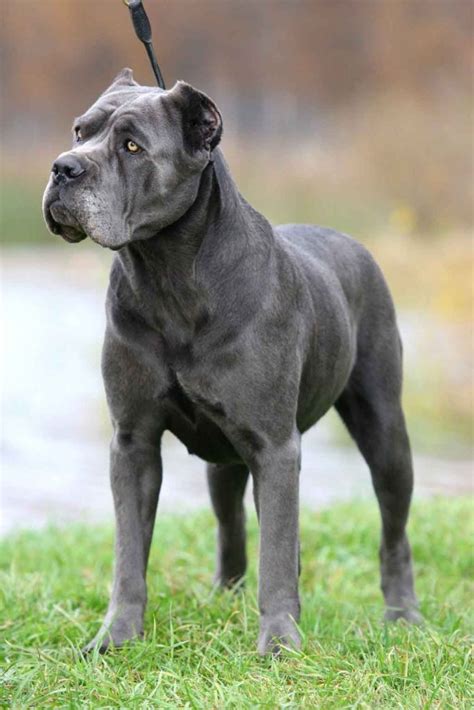 Cane Corso Dogs Are A Type Of Mastiff. The Breed For You?