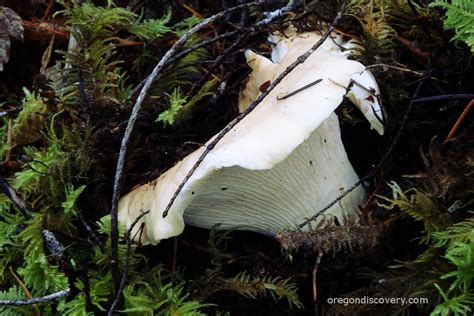 Wild Edible Mushroom Season - Oregon - Oregon Discovery