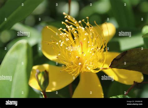 Toowoomba Carnival of Flowers 2023 Stock Photo - Alamy