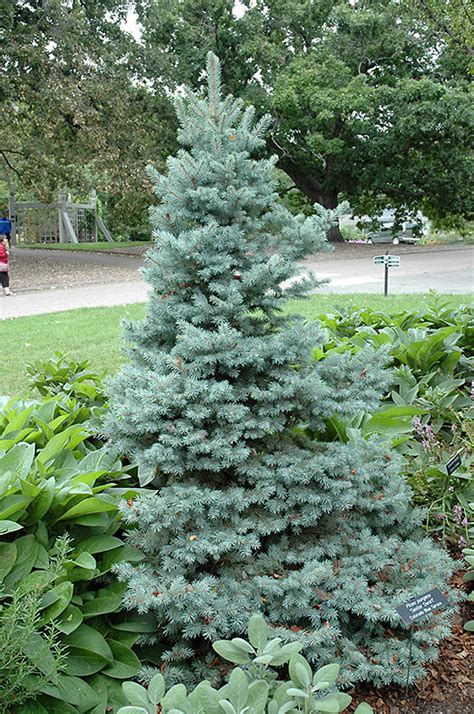 Sester Dwarf Blue Spruce (Picea pungens 'Sester Dwarf') in Denver Centennial Littleton Aurora ...