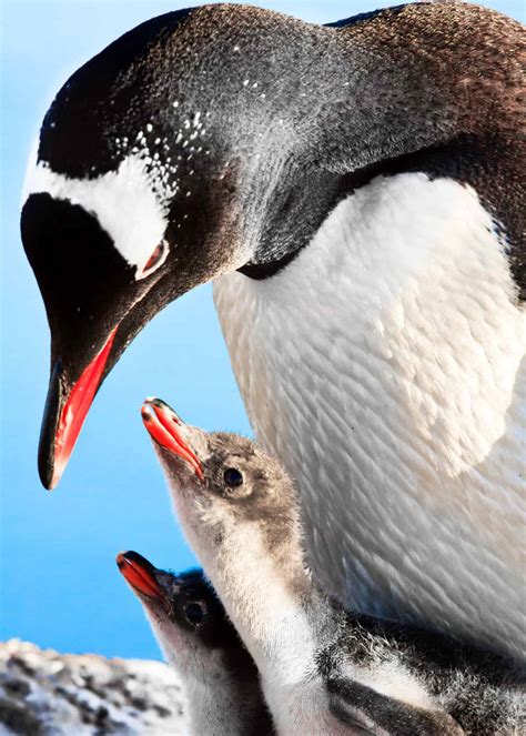 51 Baby Penguin Photos, Videos, and Facts That'll Have You Saying ...