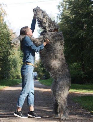 Top 10 Tallest Dog Breeds In The World - PetPress