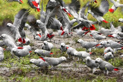 African grey parrots in traditional medicine - Africa Geographic