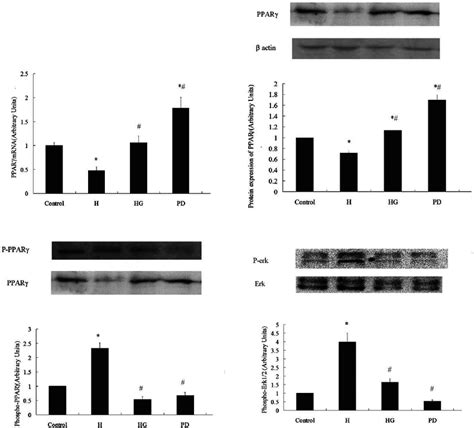 Inhibition of erk1/2 and GTPs treatment attenuated the phosphorylation ...