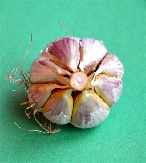 Organic garlic cloves for planting - Raise Your Garden