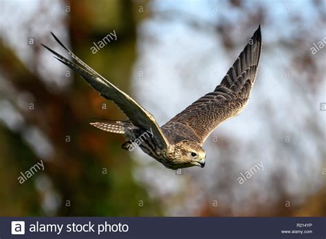 Diving Falcon High Resolution Stock Photography and Images - Alamy