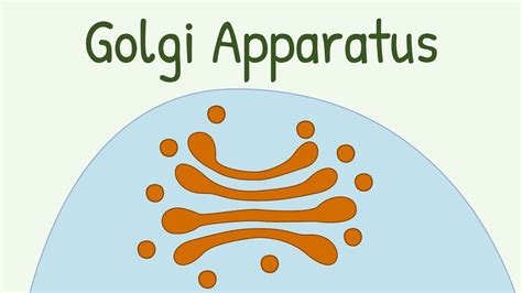 Physiology Golgi Apparatus