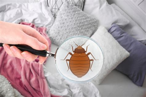 Bed Bug Treatment, Bed Bug Removal: Lackawanna, Buffalo, Hamburg, Irving, NY: Bugs & More Pest ...