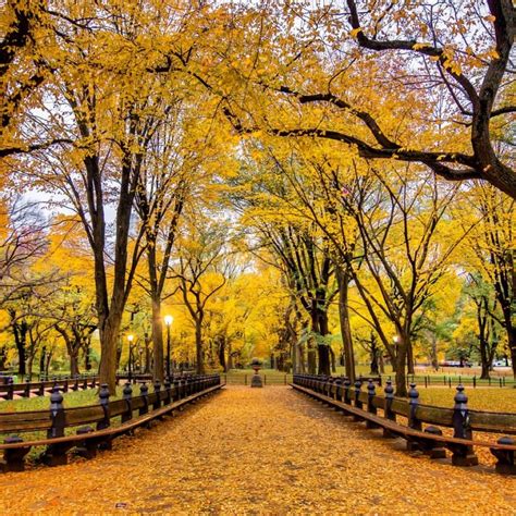 A picturesque peak foliage in the Mall in Central Park. Autumn colors ...