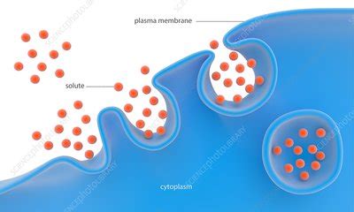 Pinocytosis, illustration - Stock Image - C023/8789 - Science Photo Library