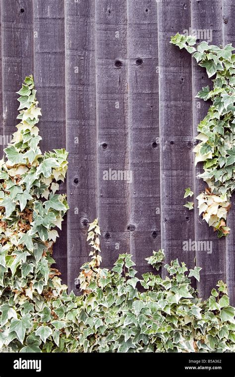 Ivy Climbing Up A Wall Stock Photo - Alamy