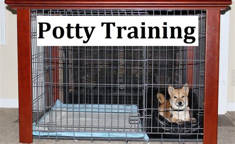 Shiba Inu Puppies. How To Potty Train A Shiba Inu Puppy. Shiba Inu ...