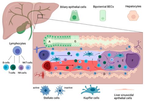 IJMS | Free Full-Text | Cell-Based Regeneration and Treatment of Liver Diseases