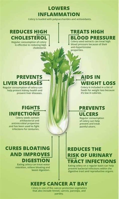 Benefits of Celery | Gut health, Lower inflammation, Celery benefits