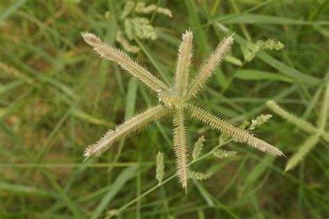 West African Plants - A Photo Guide - Dactyloctenium aegyptium (L.) Willd.