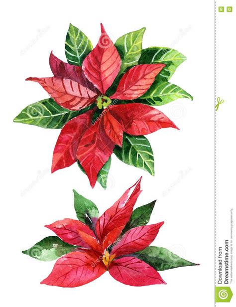 Christmas Poinsettia Isolated On White Background, Watercolor Flower ...