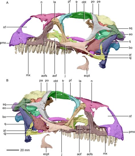 Species New to Science: [Paleontology • 2018] A Revised Cranial Description of Massospondylus ...