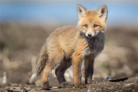 CAUTIOUSLY CURIOUS FOX KIT, Baby Animal Photography Art - RobsWildlife