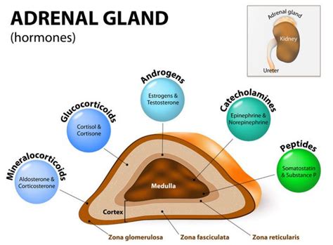 Adrenal Fatigue And Hypothyroidism - Thyroid Advisor