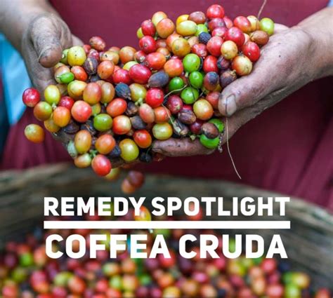 Remedy Spotlight: Coffea Cruda | ONTARIO COLLEGE OF HOMEOPATHIC MEDICINE