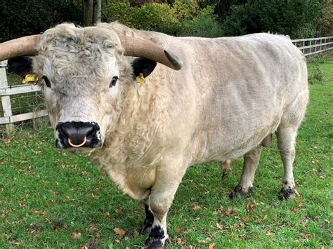 Bulls - White Park Cattle Society Ltd: responsible for the administration of White Park Cattle ...